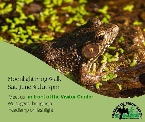 2023 June Moonlight Frog Walk and Talk Educational Program at Black Bayou Lake National Wildlife Refuge