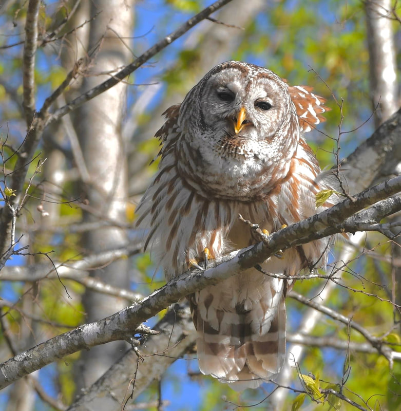 2nd Place "Barred Owl" by photographer Cyndy Hardaker in BIRDS category in Amateur Division of Friends of Black Bayou Lake National Wildlife Refuge annual photo contest 2023
