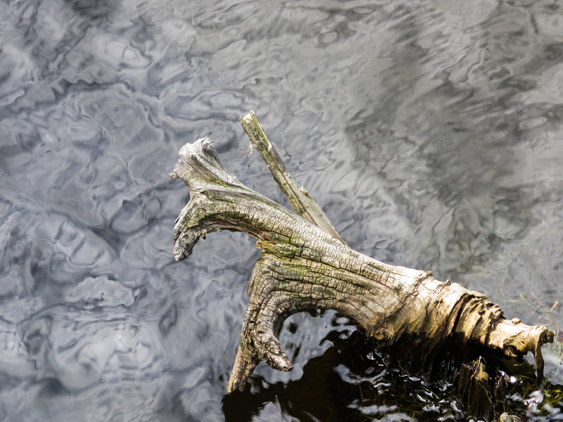 1st Place "Deadwood on the Bayou" by photographer Janet Knott in SCENIC category in Amateur Division of Friends of Black Bayou Lake National Wildlife Refuge annual photo contest 2023