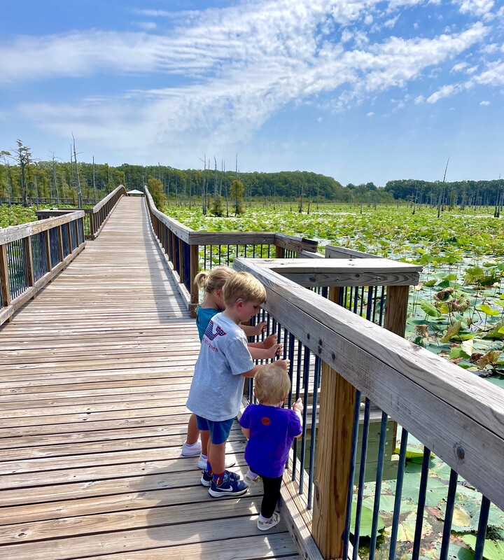 Honorable Mention "Looking at the Lilypads" by photographer Ani Girey in PEOPLE ON THE REFUGE category in Amateur Division of Friends of Black Bayou Lake National Wildlife Refuge annual photo contest 2023