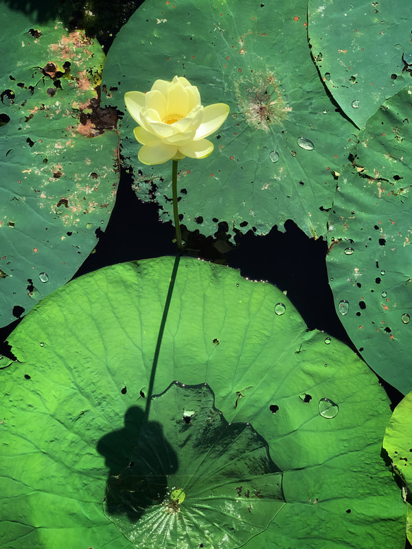 1st Place "The Flower Wrapped in Dreams and Pieces" by photographer Alison L. Tugwell in PLANTS category in Amateur Division of Friends of Black Bayou Lake National Wildlife Refuge annual photo contest 2023