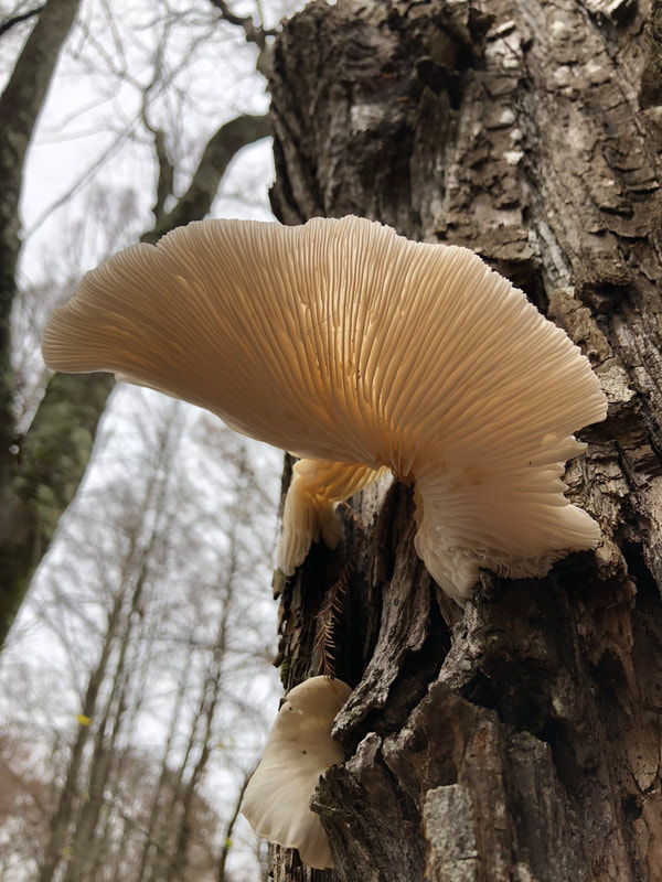 Honorable Mention "Fungus Gills" by photographer Amanda Walker in PLANTS category in Amateur Division of Friends of Black Bayou Lake National Wildlife Refuge annual photo contest 2023