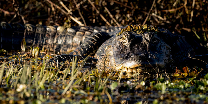 3rd Place - "Napping Giant" by Photographer Jeff Perot in WILDLIFE category of Professional Division of Friends of Black Bayou Lake National Wildlife Refuge annual photo contest 2023