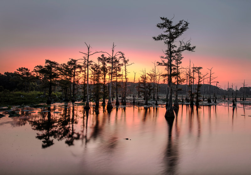 3rd Place "Sunrise with an Alligator" by photographer June Salomon in Scenic Category of Professional Division of Friends of Black Bayou Lake National Wildlife Refuge annual photo contest 2023