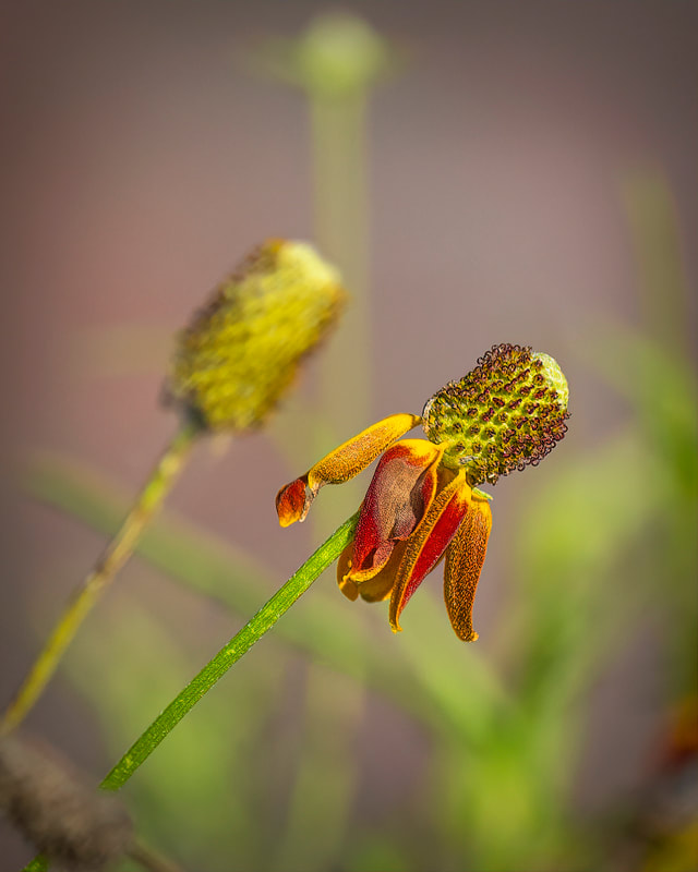 1st Place "Top Hat and Tails" by photographer Kathy Dage in PLANTS Category of Professional Division of Friends of Black Bayou Lake National Wildlife Refuge annual photo contest 2023