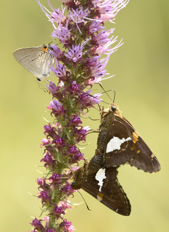 2nd Place "Company on Liatris" by photographer Monica Boudreaux in PLANTS Category of Professional Division of Friends of Black Bayou Lake National Wildlife Refuge annual photo contest 2023