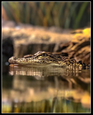Alligator Reflection by Ani Girey 1st Place in 2022 Amateur Wildlife Photo Contest friendsofblackbayou.org