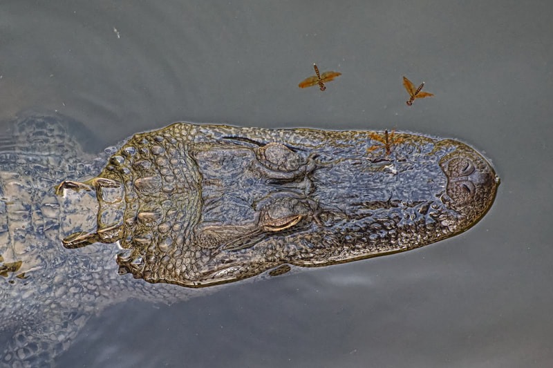American Alligator and Amber Wings by Photographer Charles Paxton 3rd place in Friends of Black Bayou 2020 Photo Contest