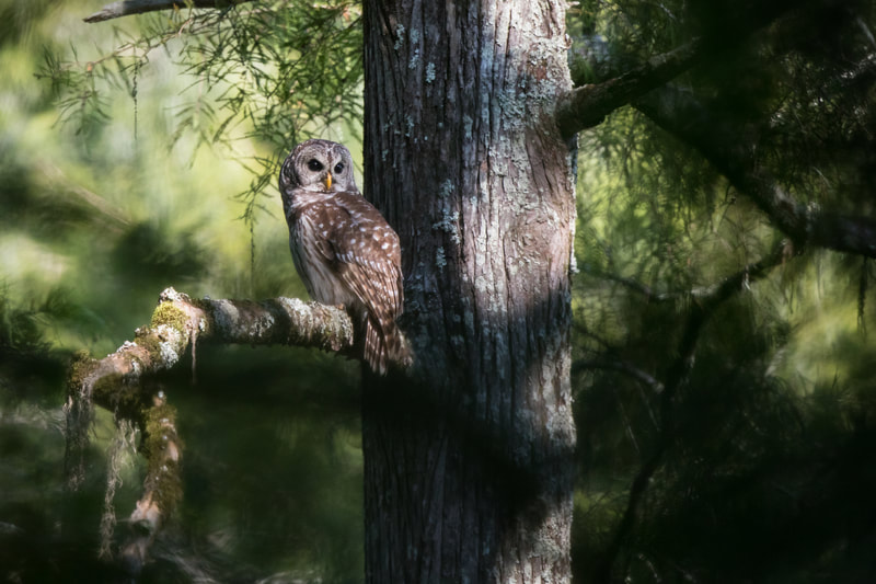 Barred Owl - Photographer Doug Moon 2nd place in Friends of Black Bayou 2020 Photo Contest
