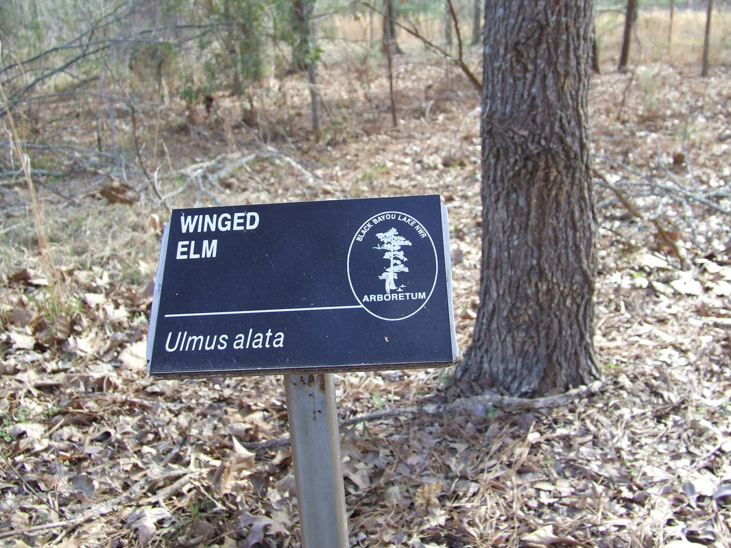 Winged Elm tree labeled in the arboretum at Black Bayou Lake National Wildlife Refuge Monroe, Louisiana