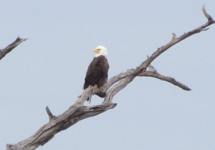 Eagle - Black Bayou Lake National Wildlife Refuge