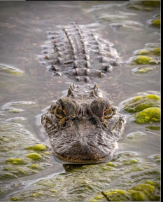 Alligator Come a Little Closer by Kathy Dage