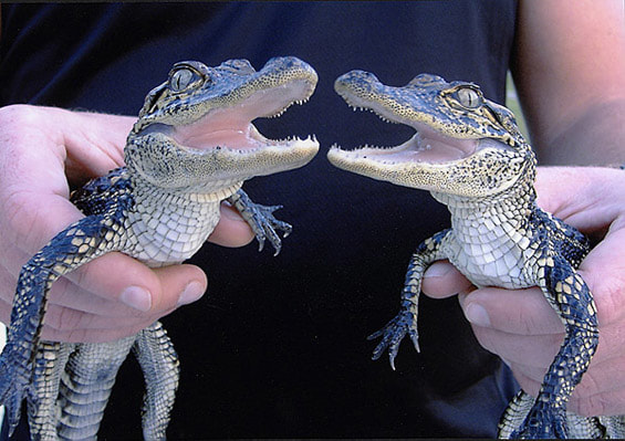 Two baby alligators smiling in ranger hands 