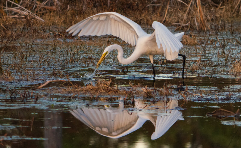 Photographer Kimmie Paxton, “Ardea Alba Angling” Best of Show & 1st place Adult Division