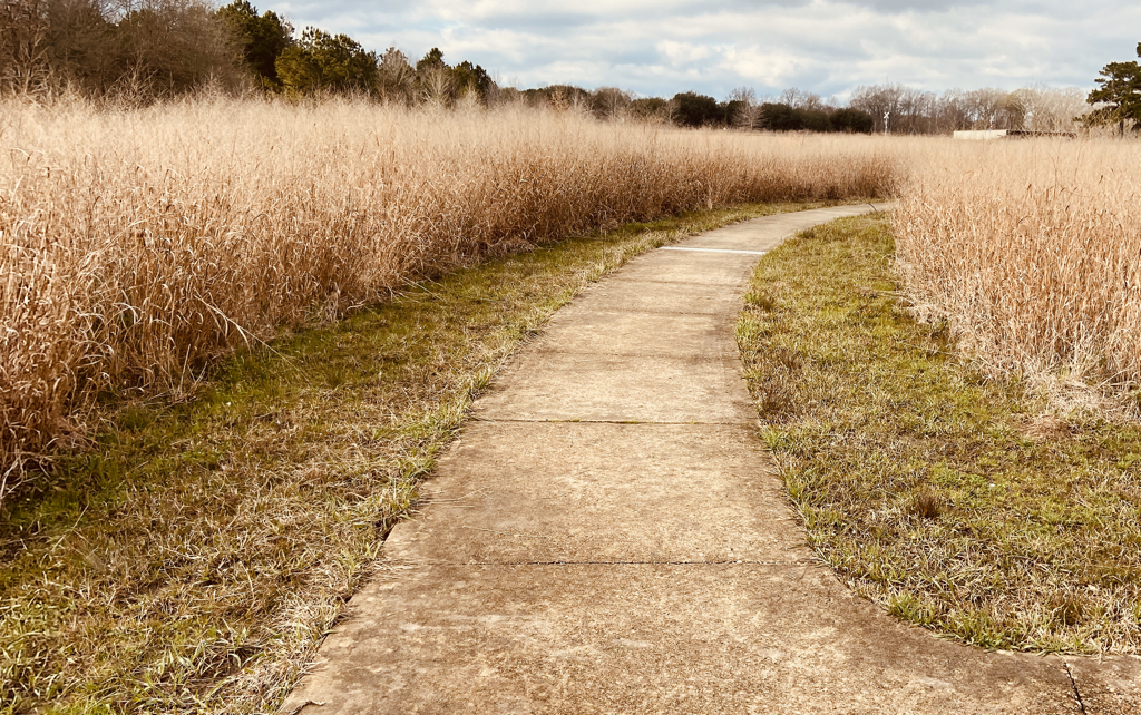 Prairie Trail at Black Bayou Lake NWR grasslands provide host plants for butterflies and insects