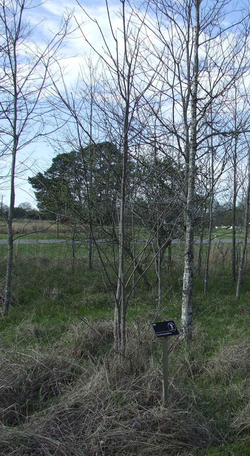 Trees are labeled in the arboretum at Black Bayou Lake National Wildlife Refuge Monroe LA